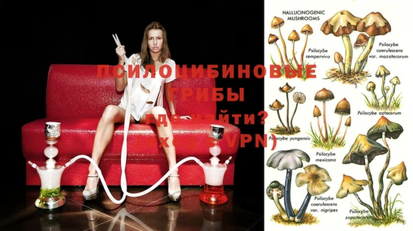 прущие грибы Магадан