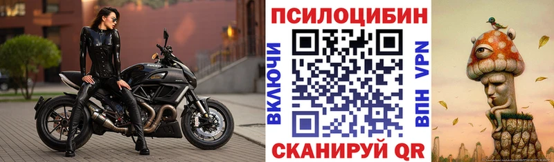 Купить где  Шацк  Галлюциногенные грибы Psilocybine cubensis 